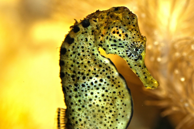 outdoors, water, desert, full length, beauty in nature, animal wildlife, spotted, nature, marine, 2K, close-up, swim, underwater, animal, brown, focus on foreground