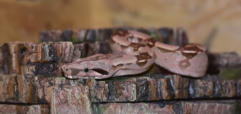 animals in the wild, creature, close, tree, terrarium, boa, brown, lizard, head, constrictor, animal wildlife, hiding place, reptile, rusty, red tailed boa