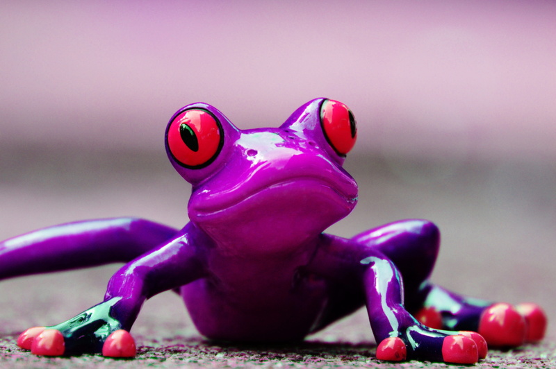 full length, mammal, lurking, nature, figure, pink color, cute, no people, sweet, figurine, frog, one animal, animal, purple, frog eyes, focus on foreground