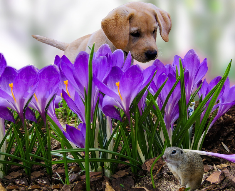 nature, watch, puppy, signs of spring, flower, snout, vertebrate, dog, animal head, animal, flowering plant, hunt, growth, canine, young animal, no people