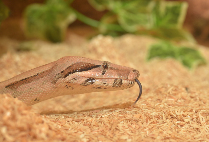 plant, close-up, non toxic, close, boa, land, security, terrarium, one animal, nature, animal, 4K, mouse hunter, creature, vertebrate, scale, reptile