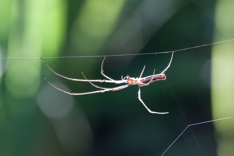 web, arachnids, one animal, arachnida, fangfaden, close-up, macro, invertebrate, nature, 4K, jaw claw, arthropod, strecker spider, loot, outdoors, arthropoda