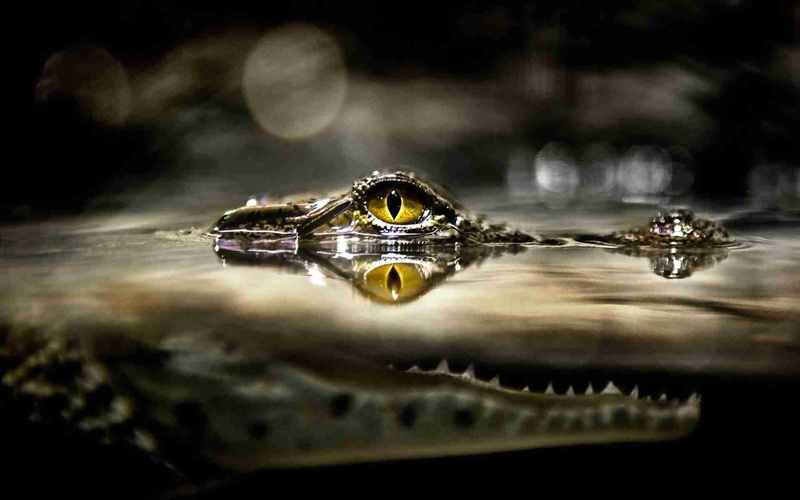 reflection, hunting, eyes, one animal, 1080P, pond, animal themes, crocodile, nature, carnivore, animal Teeth, gray, animal body part, lake, amphibian