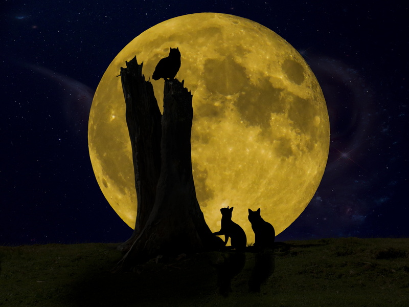 togetherness, sit, hunt, owl, standing, good night, moonlight, beauty in nature, silhouette, two people, image overlay, light, full moon, watch, fly, digital composite