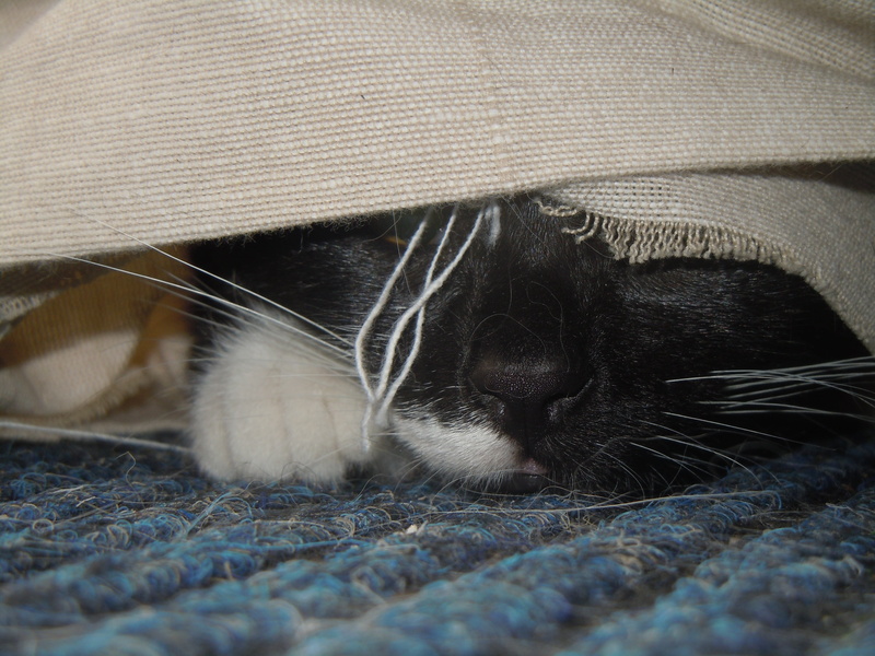 close-up, one animal, animal head, lying down, relaxation, animal body part, mammal, eyes closed, pets, domestic animals, animal, cat, resting, animal themes