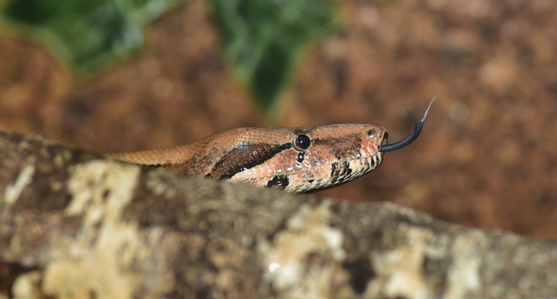 creature, boa imperator, constrictor, close-up, selective focus, boa, one animal, rock - object, animal eye, solid, nature, outdoors, animal wildlife, animal head