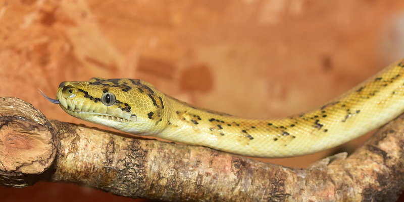 close-up, boa, animal wildlife, creature, no people, focus on foreground, reptile, small, curious, animal, terraristik, mouse hunter, lurking, yellow, vertebrate