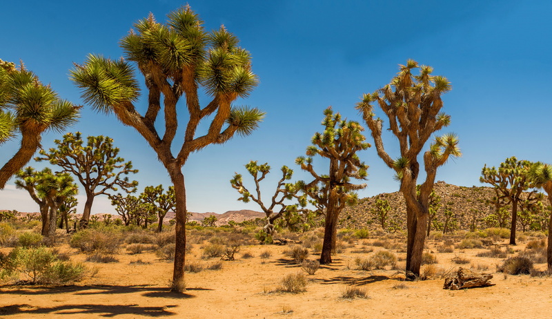 desert, Joshua Tree, shrub, USA, 5K, sand, Joshua Tree National Park, dunes