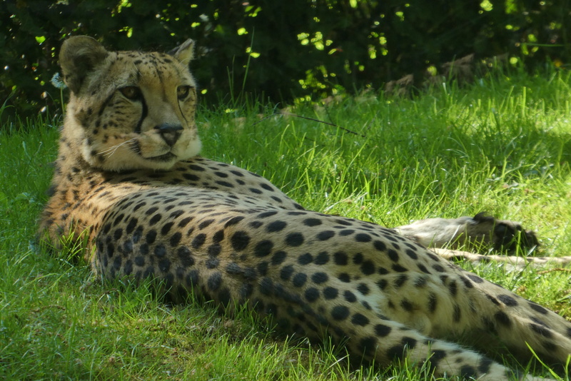 predator, grass, 2K, watch, field, feline, animal themes, spotted, big cat, lurk, animals in the wild, animal wildlife, carnivora, one animal, nature