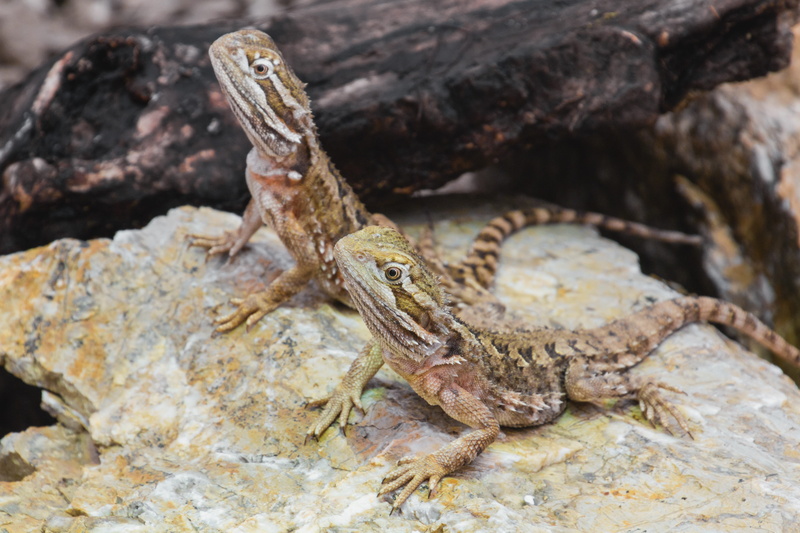 agame, lurking, creature, outdoors, two, pagona, dragon, lizards, talon, animal scale, day, animal, Dwarf, watch, nature, Reptile, animals in the wild