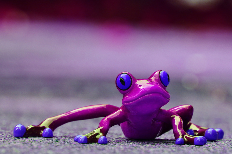 day, close-up, animal, 4K, fun, representation, magenta, frog eyes, outdoors, purple, nature, multi colored, pink color, selective focus, cute, funny