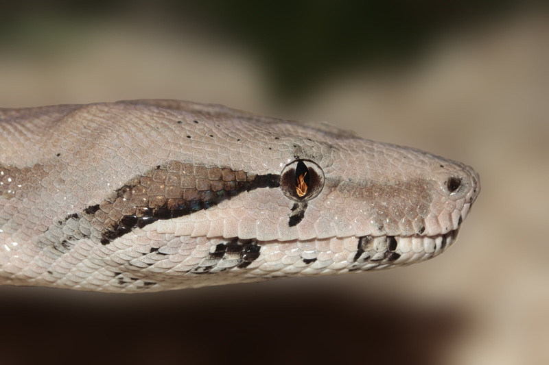 land, vertebrate, animal mouth, eye, nature, terrarium, portrait, non toxic, rainforest, constrictor, animal scale, animal, snakehead, animal wildlife