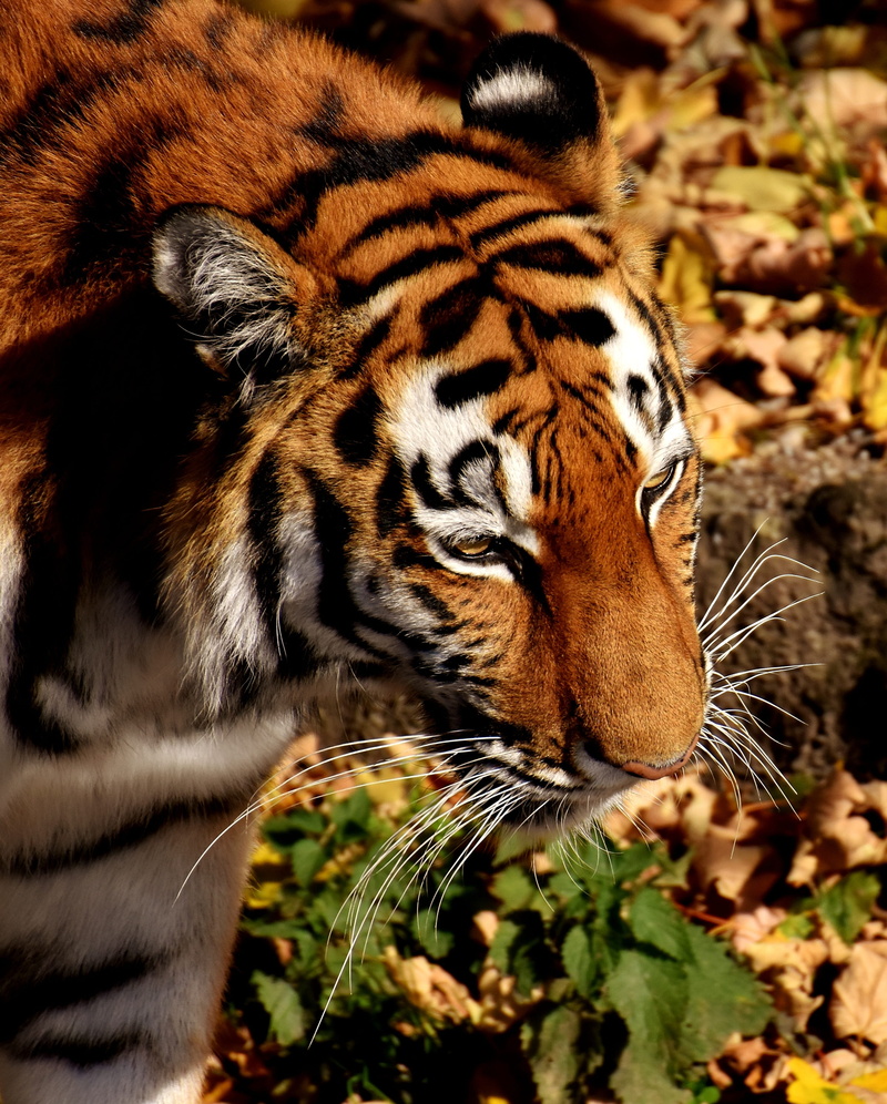 2K, outdoors, animal, dangerous, animal themes, day, carnivora, mammal, tiger, lurking, animal head, vertebrate, animal wildlife, animal body part, predator