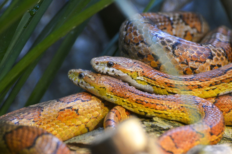 corn snake, outdoors, animal themes, couple, guttatus, scale, animals, animal, vertebrate, warning sign, nature, snake, constrictor, animal head, animal scale