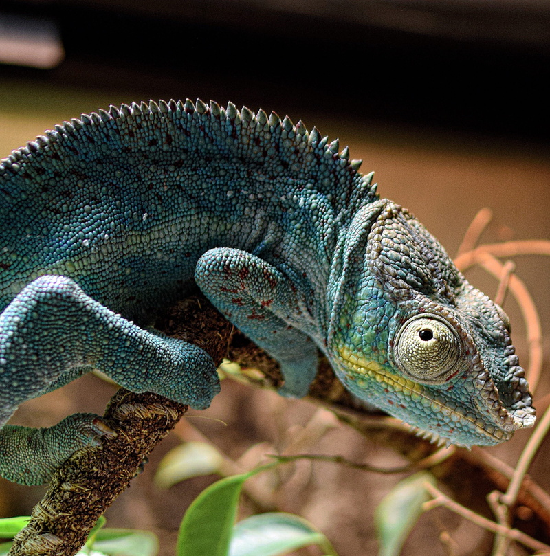 panther chameleon, green color, animal world, nature, side view, scale, macro, animal body part, animal scale, lurking, one animal, exotic, creature, plant