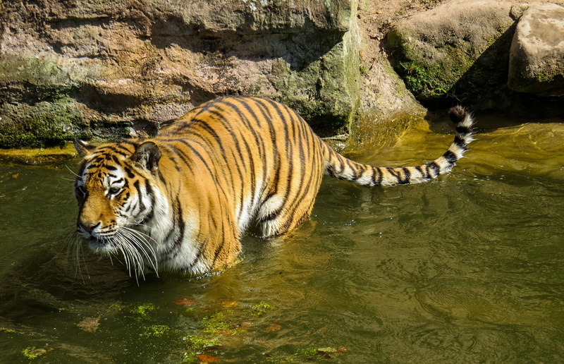 dangerous, 2K, tigris River, zoo, striped, large, danger, vertebrate, nature, animal wildlife, animals in the wild, water, tiger, carnivore, wildlife