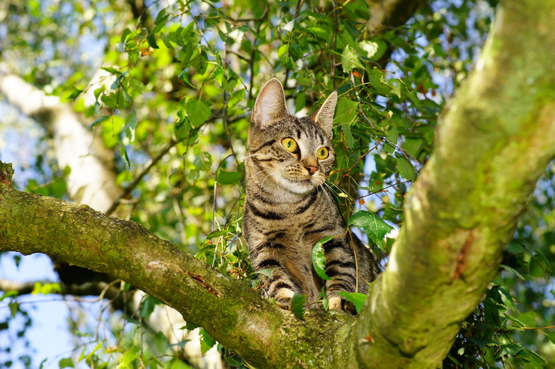 animal, plant, animal world, animal themes, adidas, pet, mammal, one animal, view, vertebrate, mieze, portrait, pets, domestic cat, green color, brown