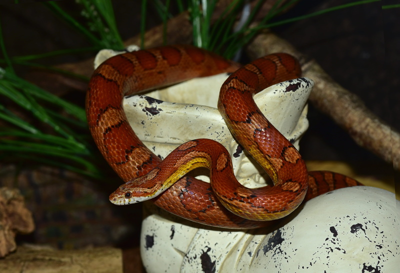 constrictor, snake, warning sign, close, rainforest, corn snake, animal themes, nature, animal, poisonous, vertebrate, small würgeschlange, head, outdoors