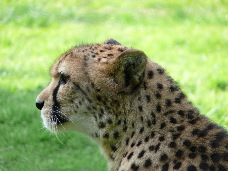 steppe, nature, meat, mammal, fast, carnivora, africa, cheetah, lurking, animals in the wild, predator, 2K, fur, dangerous, cat, no people, animal wildlife