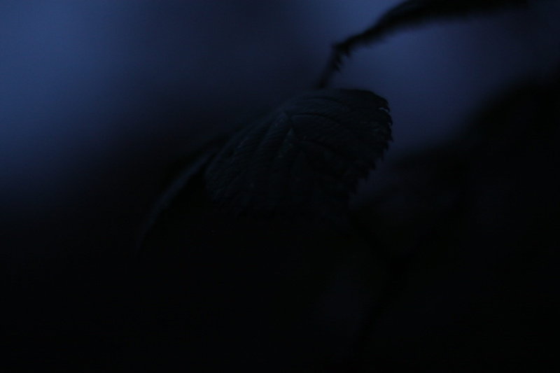 emo, alone, lonely, people, winter, depression, mystery, angst, close-up, mammal, no light, soft focus, depressed, headshot, dark, fright, copy space, 4K