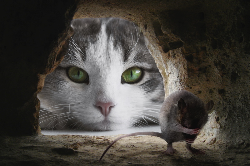 portrait, attention, no people, domestic animals, mouse, whisker, composing, vertebrate, looking, feline, mammal, close-up, mouse hole, lurking, cute, looking at camera