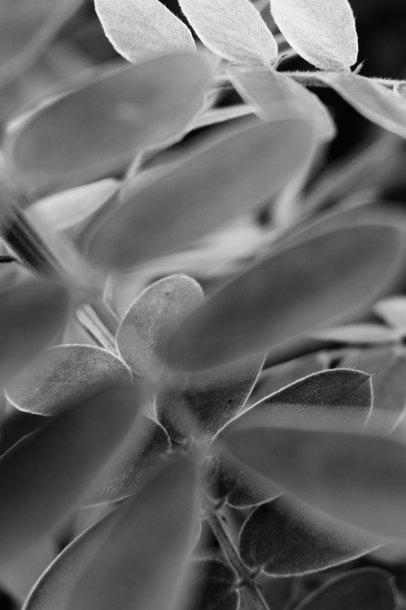 close-up, growth, flower, full frame, san marcos, fragility, vulnerability, freshness, purgatory creek natural area, softness, plant, flowering plant, beauty in nature