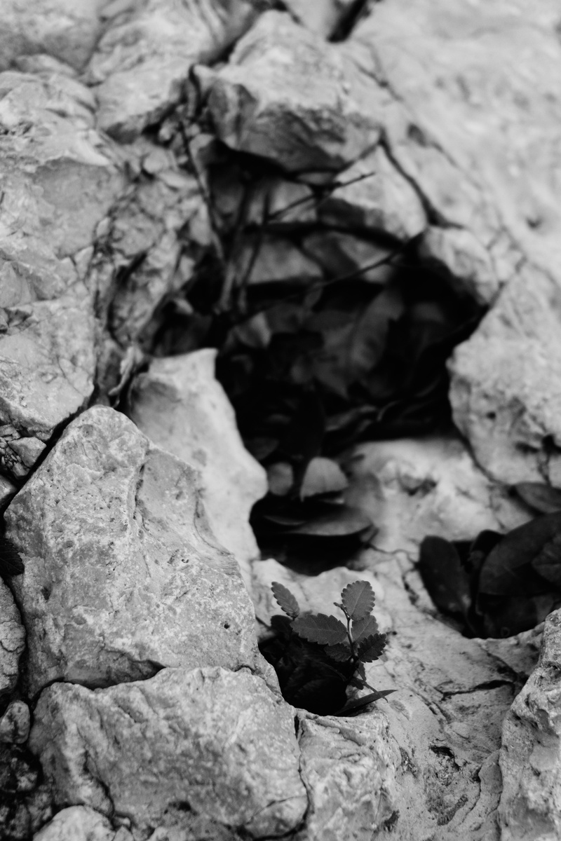 rock, close-up, solid, outdoors, autumn, one animal, change, dried, dry, nature, leaf, san marcos, fragility, plant part, animal themes, united states