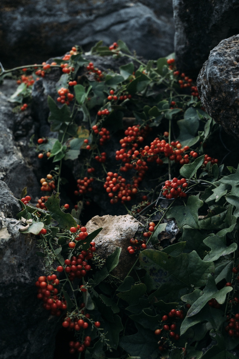 beauty in nature, tree, san marcos, selective focus, united states, no people, fruit, rowanberry, purgatory creek natural area, red, plant part, fruits