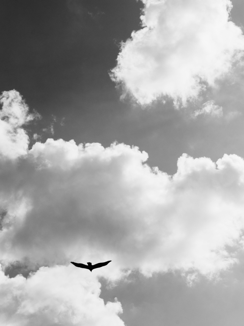 one animal, no people, cloud - sky, mode of transportation, outdoors, vertebrate, silhouette, san marcos, purgatory creek natural area, motion, mid-air