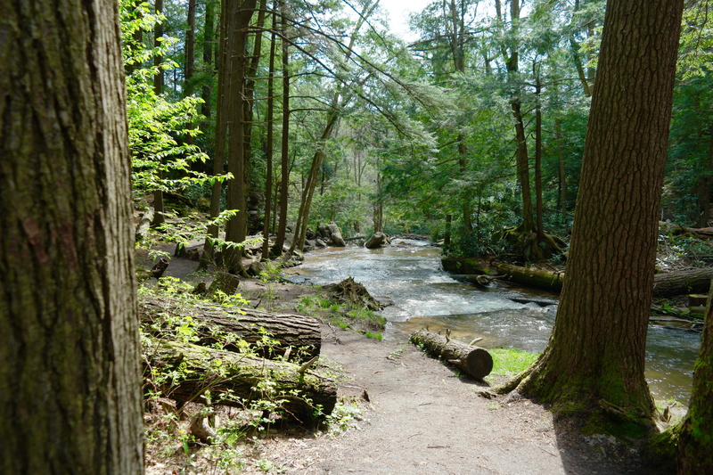 flowing water, stream, direction, nature, tree trunk, forrest, tranquility, outdoors, land, united states, woods, 5K, footpath, swallow falls, beauty in nature