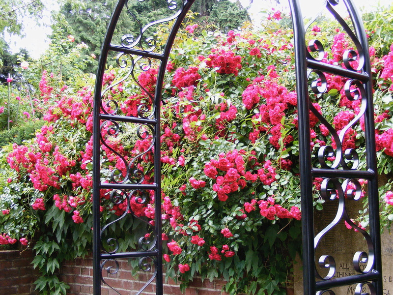 flower, fragility, portland oregon, trellis, 2K, rose garden, freshness, nature, red, pink color, day, washington park rose garden, garden, outdoors, deep pink
