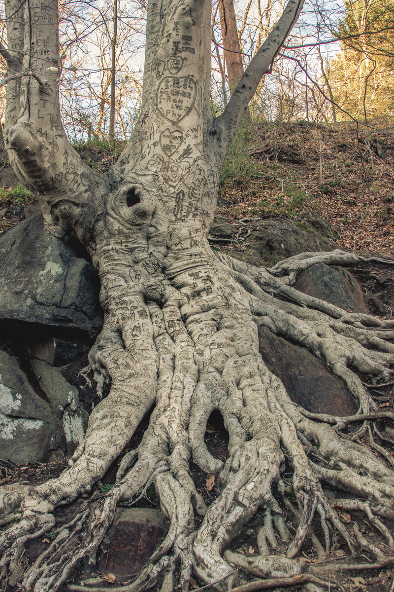 trees, love, close-up, organic love, forest, lynchburg, heart, day, deepness, plant, rocks, organic, carving, bare tree, natural, united states, tranquility