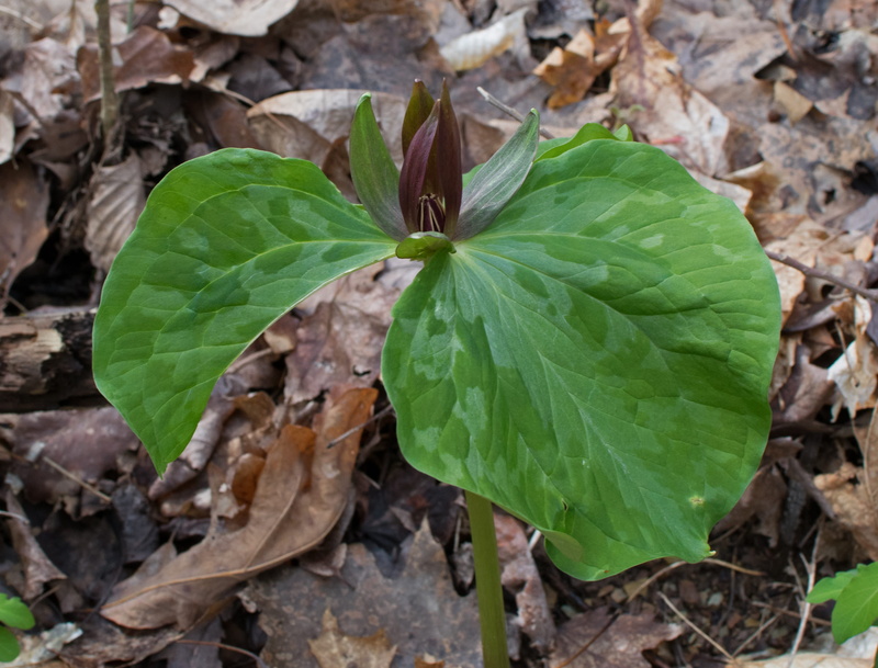 beauty in nature, nature, green color, united states, 2K, high angle view, directly above, leaves, spring, forest floor, plant, fragility, day, oak ridge