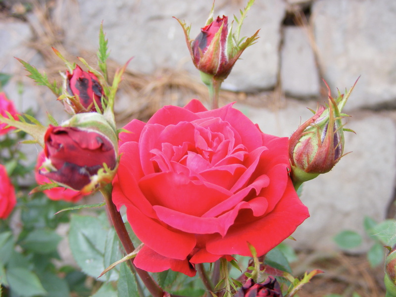 flowering plant, pink, flower head, sepal, freshness, nature, portland oregon, focus on foreground, washington park rose garden, red, united states, vulnerability