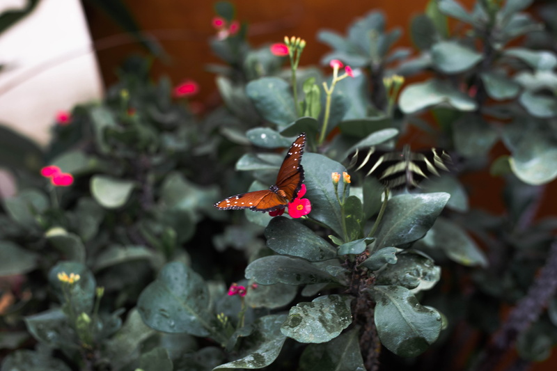fragility, outdoors, oviedo, butterfly, green, foliage, one animal, flower, united states, fauna, freshness, red, 4K, flora, dark green, vulnerability