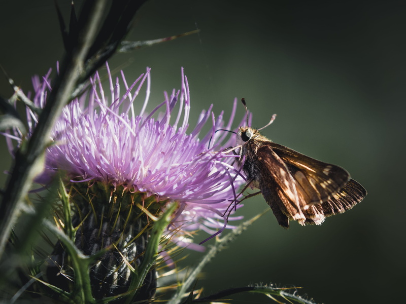 animals in the wild, animal themes, thistle, vulnerability, animal wildlife, butterfly, freshness, flowering plant, moth, flower head, butterfly - insect