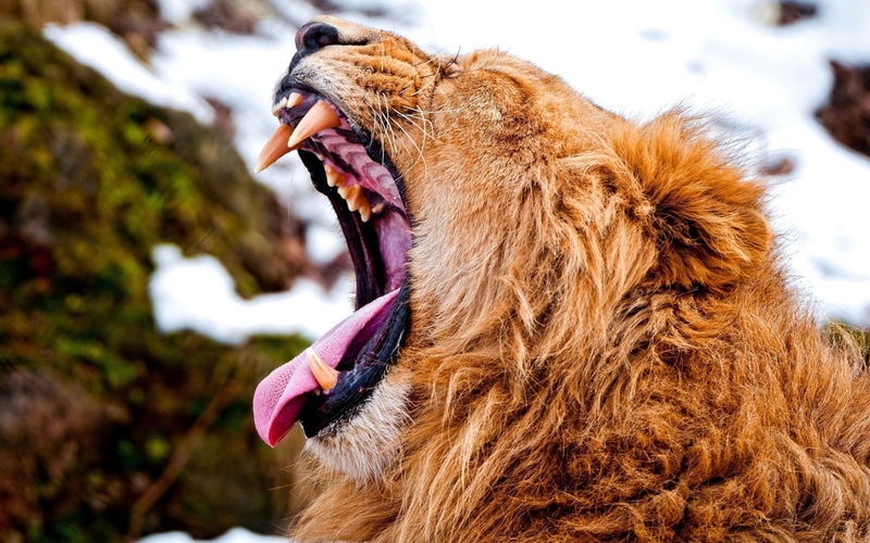 pets, close-up, domestic animals, focus on foreground, mouth, animal wildlife, yawning, feline, animal tongue, 2K, animal teeth, facial expression, animal