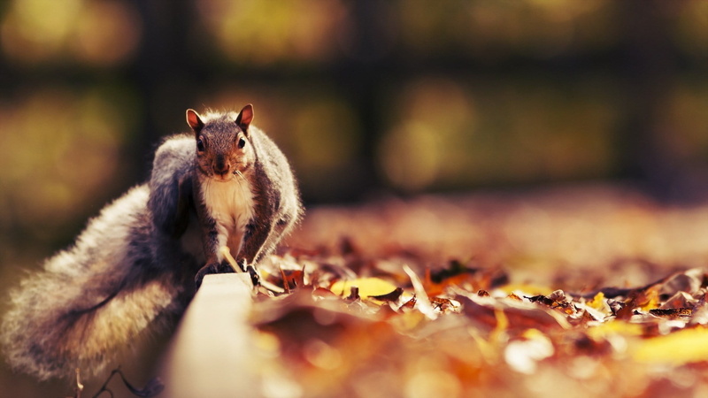 animals In The Wild, 1080P, animal themes, leaf, autumn, one Animal, brown, outdoors, fluffy, mouse, yellow, pets, change, leaves, domestic, natural condition