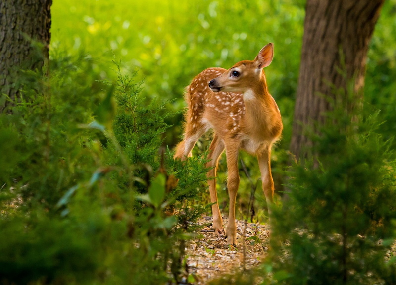 animals, mammals, 1080P, nature, deer