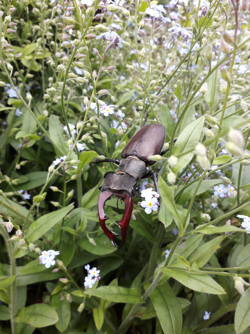 beetle, animal wing, plant, forget-me-not, no people, one animal, flowers, beauty in nature, outdoors, day, flower, flora, flowering plant, growth, garden