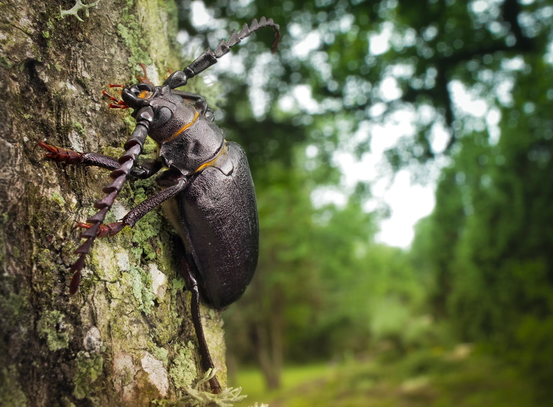 land, one animal, weevil, black, animals In The Wild, wildlife, small, forest, arthropod, animal themes, 1080P, trunk, animal, beetle, animal wildlife