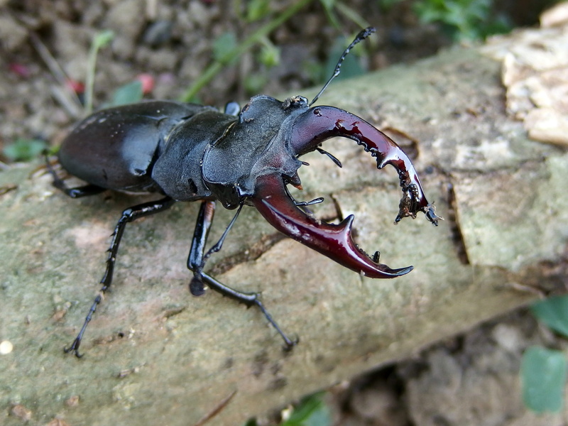 close-up, animal, animal themes, rock - object, full length, animals in the wild, insect, nature, one animal, 2K, zoology, outdoors, day, beetle, animal wildlife