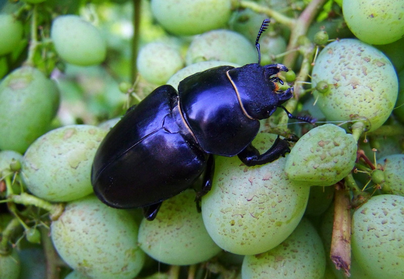 focus on foreground, close-up, bunch, plant, raw food, stag beetle, abundance, freshness, organic, nature, wellbeing, black, food and drink, ripe, garden