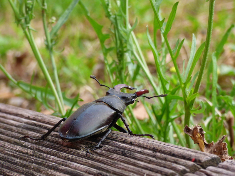 4K, wood - material, stag beetle, outdoors, animals in the wild, full length, day, focus on foreground, invertebrate, green color, animal wildlife, lucanus