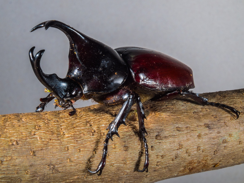 animal, scarab Beetle, beetles, riesenkaefer, nature, stag, macro, food and drink, freshness, table, food, black color, still life, close-up, wildlife