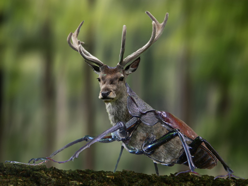day, focus on foreground, one animal, no people, animal world, wood, outdoors, stag beetle, bird, wild, deer, animals in the wild, horned, digiart, 4K