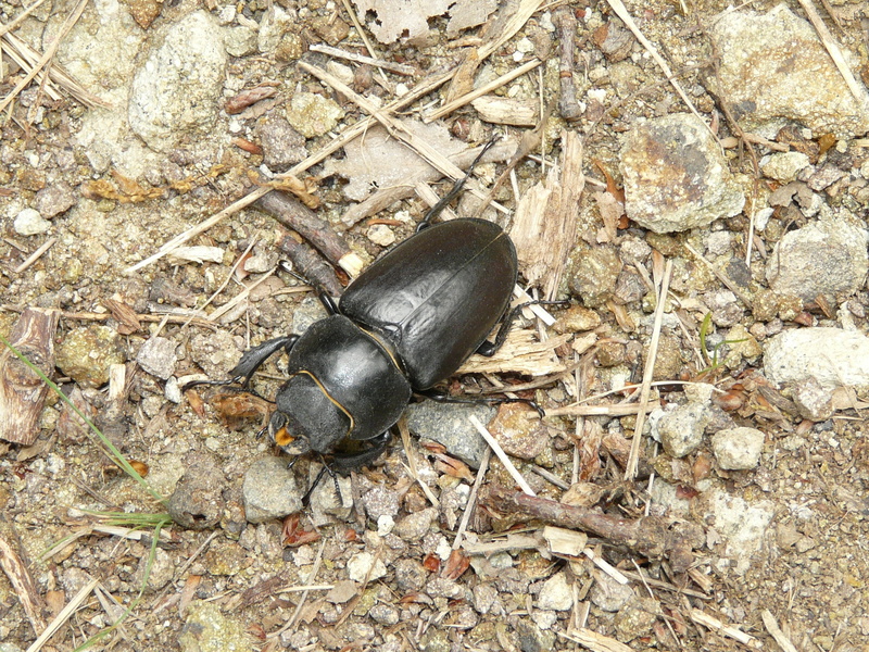 animals in the wild, day, close-up, arthropod, outdoors, forest, black, animal themes, beetle, no people, rock, land, female stag beetle, reptile, animal wildlife
