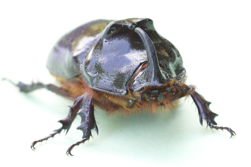 arthropod, animal wildlife, extreme close-up, close-up, one animal, animal, stag beetle, no people, insect, 2K, invertebrate, animal themes, beetle, animals in the wild
