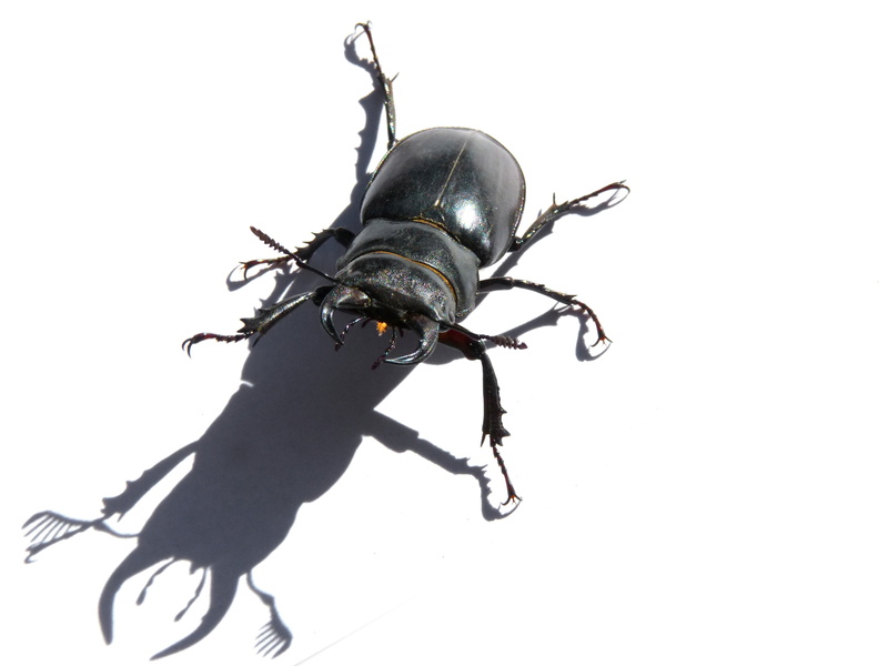 animal themes, studio shot, nature, animals in the wild, insect, one animal, animal wildlife, coleoptera, threat, shadow, escanyapolls, lucanus cervus