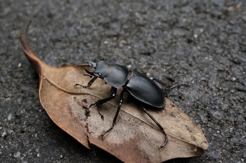 day, beetle, animals in the wild, scarab Beetle, black color, high angle view, brown, selective focus, one animal, natural, animal, horned, animal themes